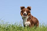 BORDER COLLIE 574